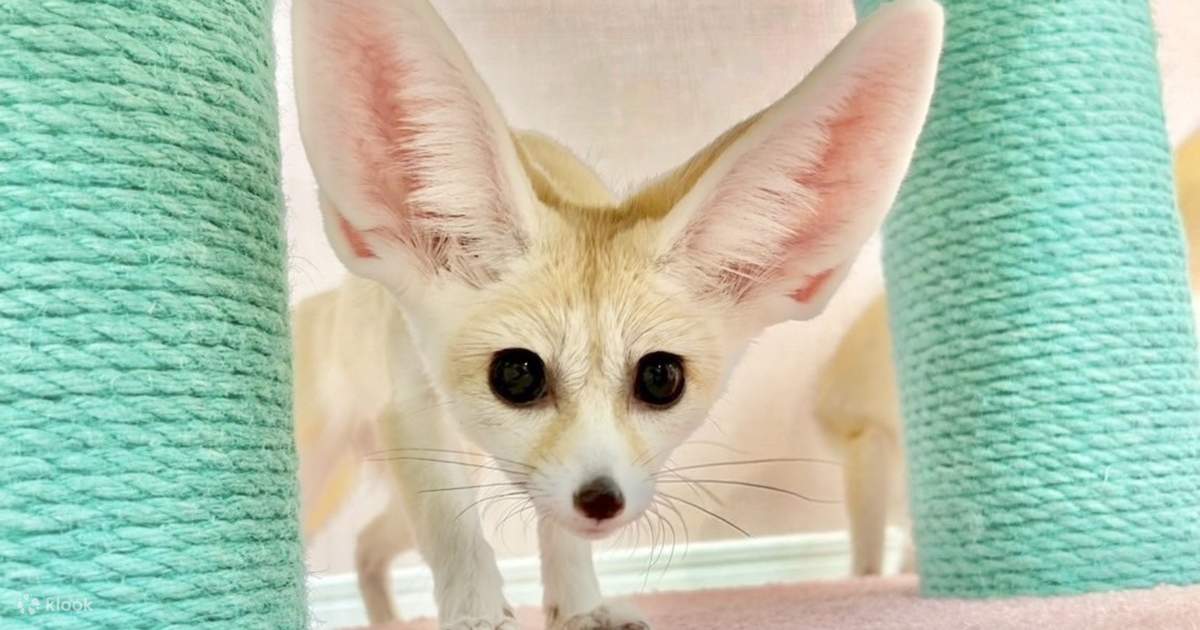 [Fennec House] Fennec Fox Interaction Experience - Klook